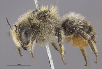 Media type: image;   Entomology 526 Aspect: habitus lateral view